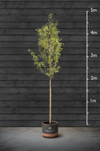 Flowering Crab Apple | Malus Evereste Standard Trees