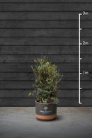 Sweet Olive Evergreen Hedging Plant | Osmanthus Burkwoodii