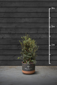 Sweet Olive Evergreen Hedging Plant | Osmanthus Burkwoodii