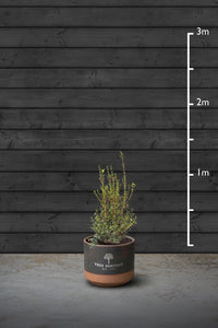 Sweet Olive Evergreen Hedging Plant | Osmanthus Burkwoodii