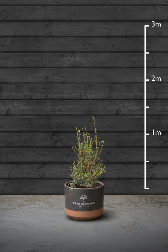 Sweet Olive Evergreen Hedging Plant | Osmanthus Burkwoodii