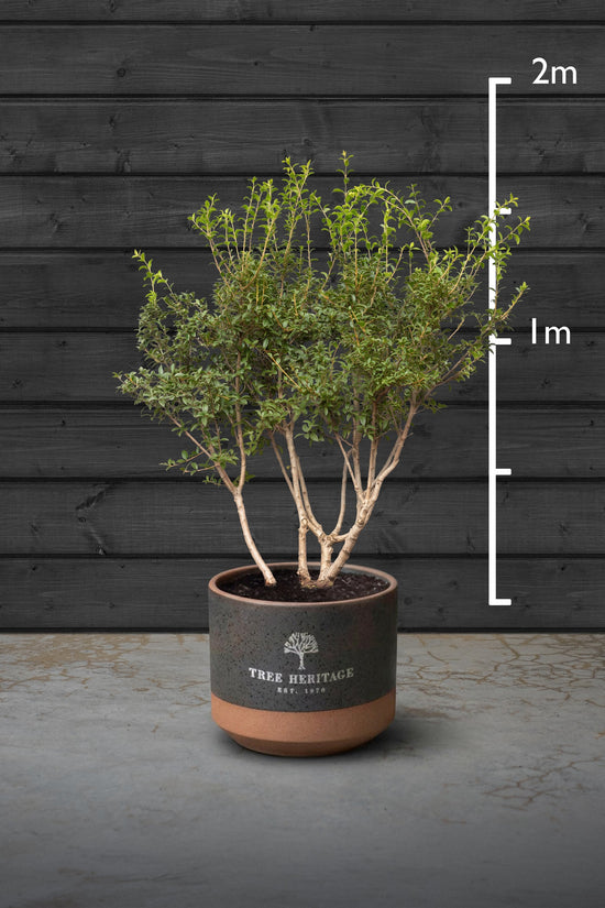 Sweet Olive Multi-Stem Tree | Osmanthus Burkwoodii