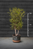Sweet Olive Multi-Stem Tree | Osmanthus Burkwoodii