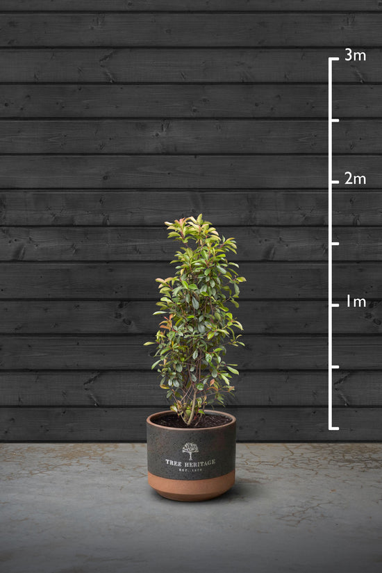 Red Robin Evergreen Hedging Plant | Photinia Red Robin