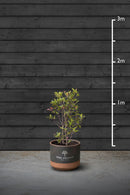 Red Robin Evergreen Hedging Plant | Photinia Red Robin