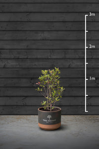 Red Robin Evergreen Hedging Plant | Photinia Red Robin