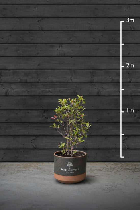 Red Robin Evergreen Hedging Plant | Photinia Red Robin