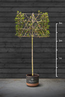 Pleached Red Robin Trees | Photinia Red Robin