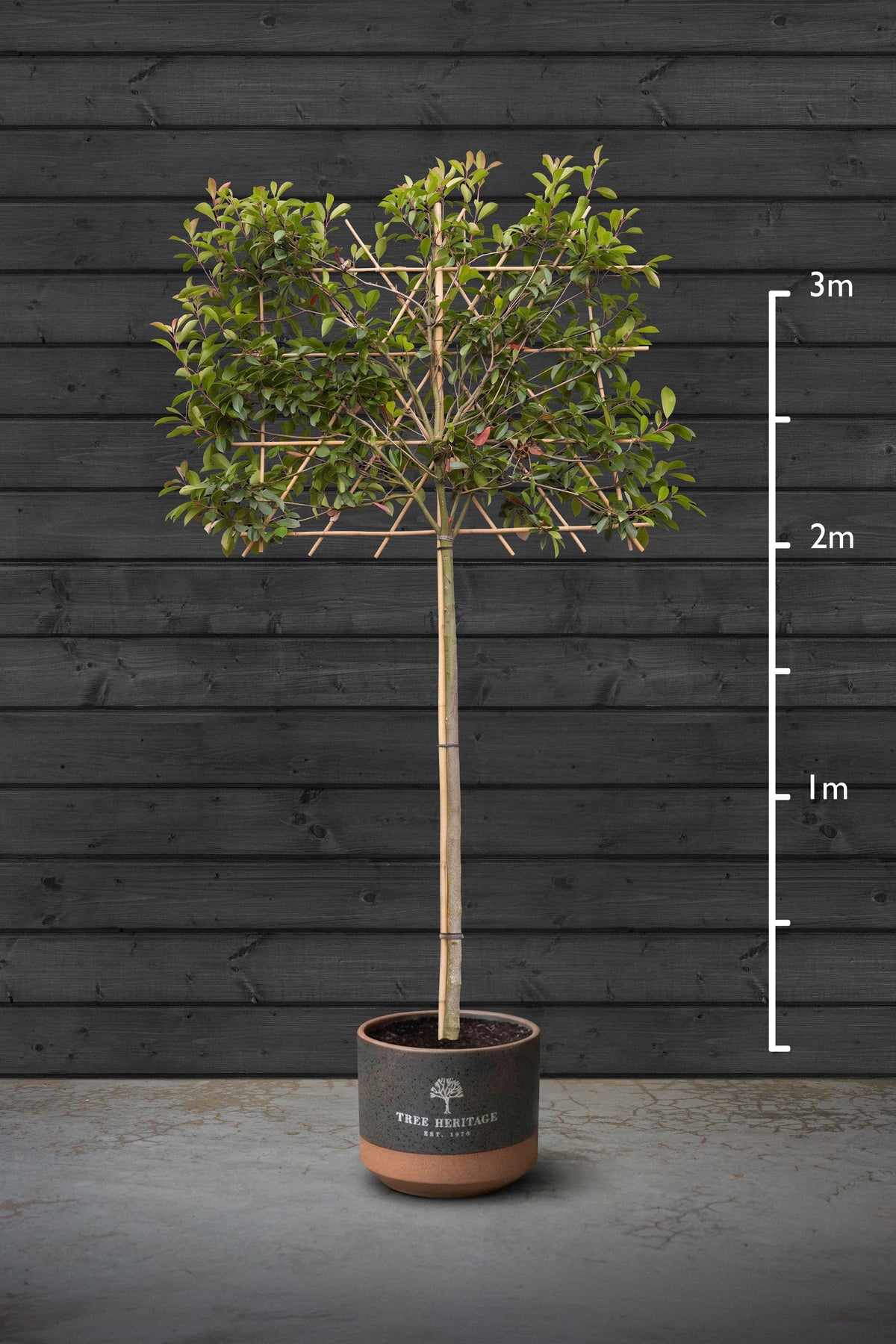 14-16cm