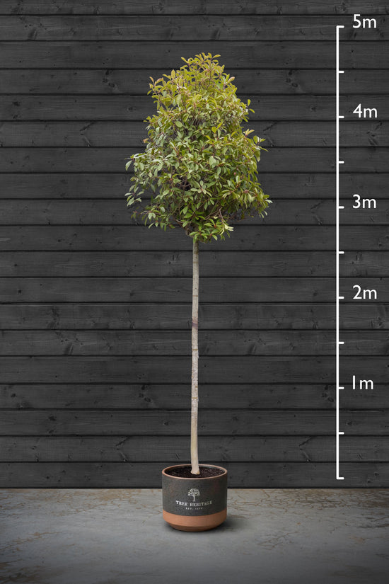 Photinia Red Robin Standard Trees