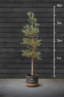 Scots Pine | Pinus Sylvestris Standard Trees