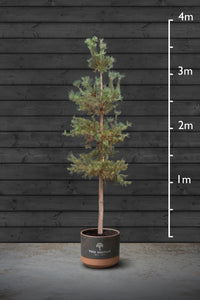 Scots Pine | Pinus Sylvestris Standard Trees