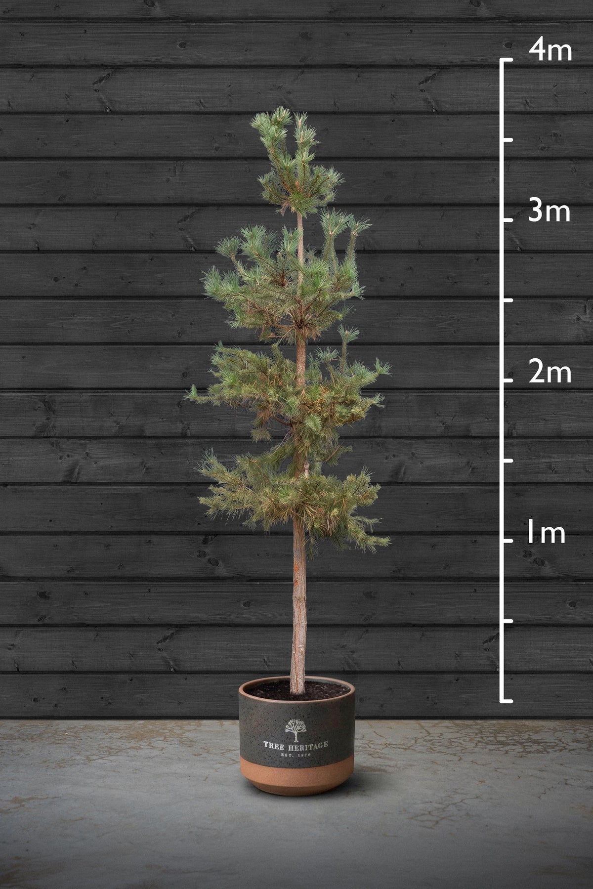 Scots Pine | Pinus Sylvestris Standard Trees