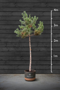 Scots Pine | Pinus Sylvestris Standard Trees