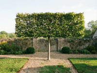 Beech - Pleached