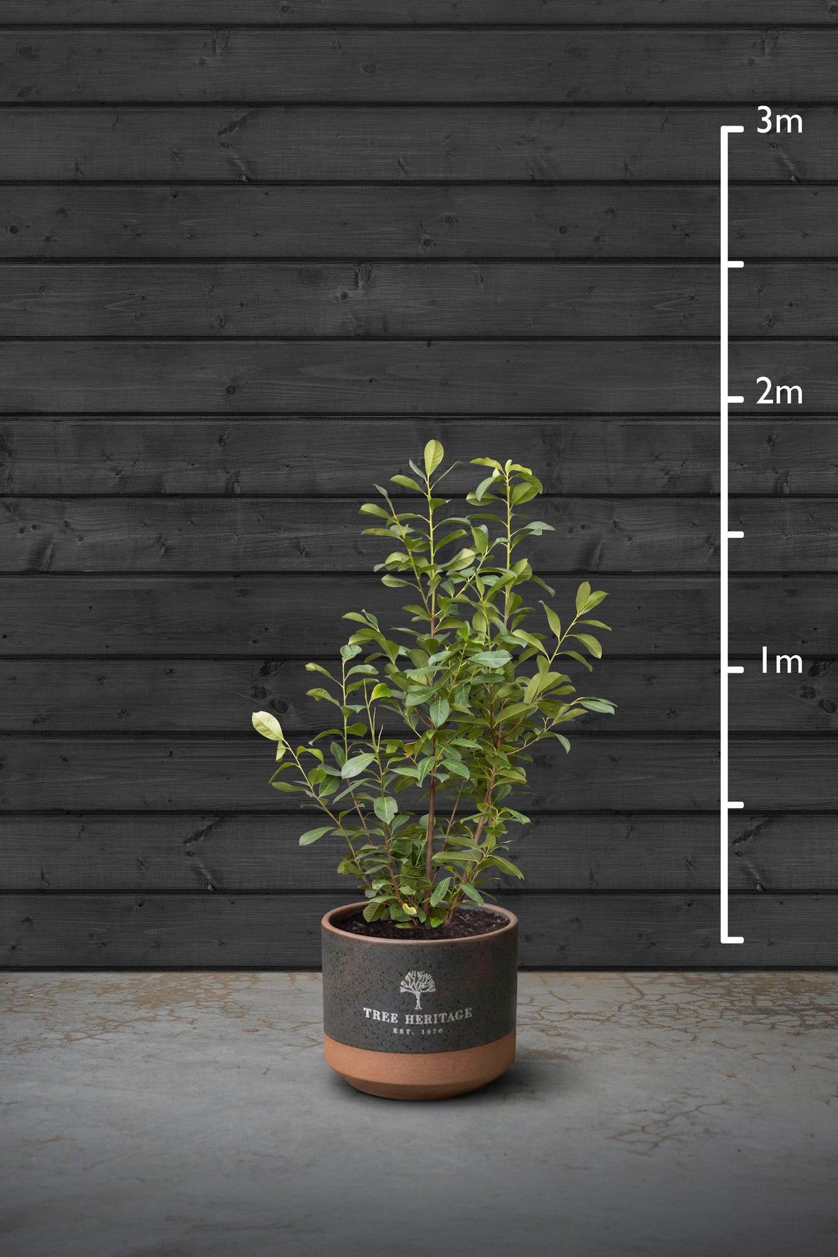 140-160cm