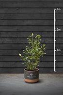 Common Laurel Evergreen Hedging Plant | Prunus Laurocerasus