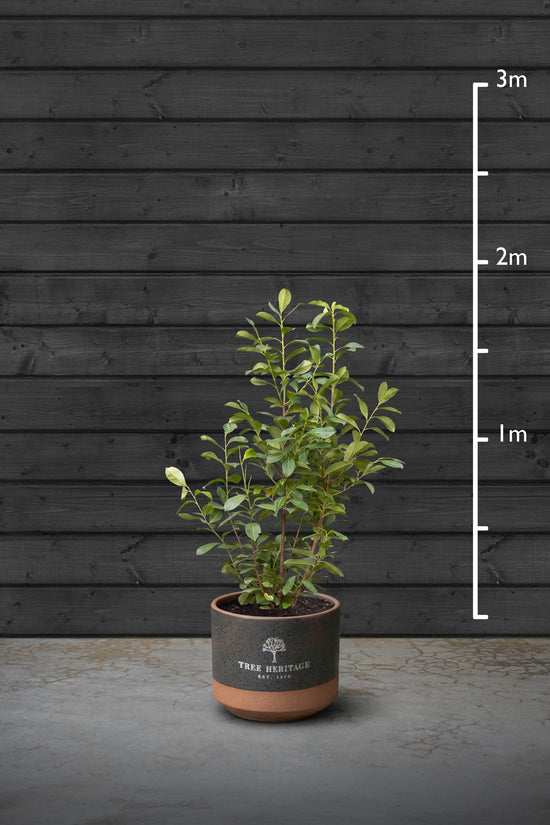 Common Laurel Evergreen Hedging Plant | Prunus Laurocerasus