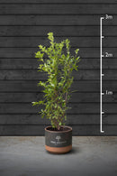 Common Laurel Evergreen Hedging Plant | Prunus Laurocerasus