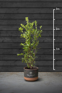 Common Laurel Evergreen Hedging Plant | Prunus Laurocerasus