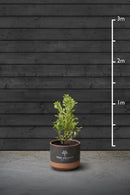 Common Laurel Evergreen Hedging Plant | Prunus Laurocerasus