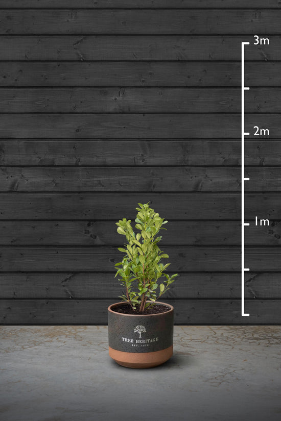 Common Laurel Evergreen Hedging Plant | Prunus Laurocerasus