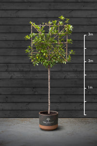 Pleached Cherry Laurel Trees | Prunus Laurocerasus