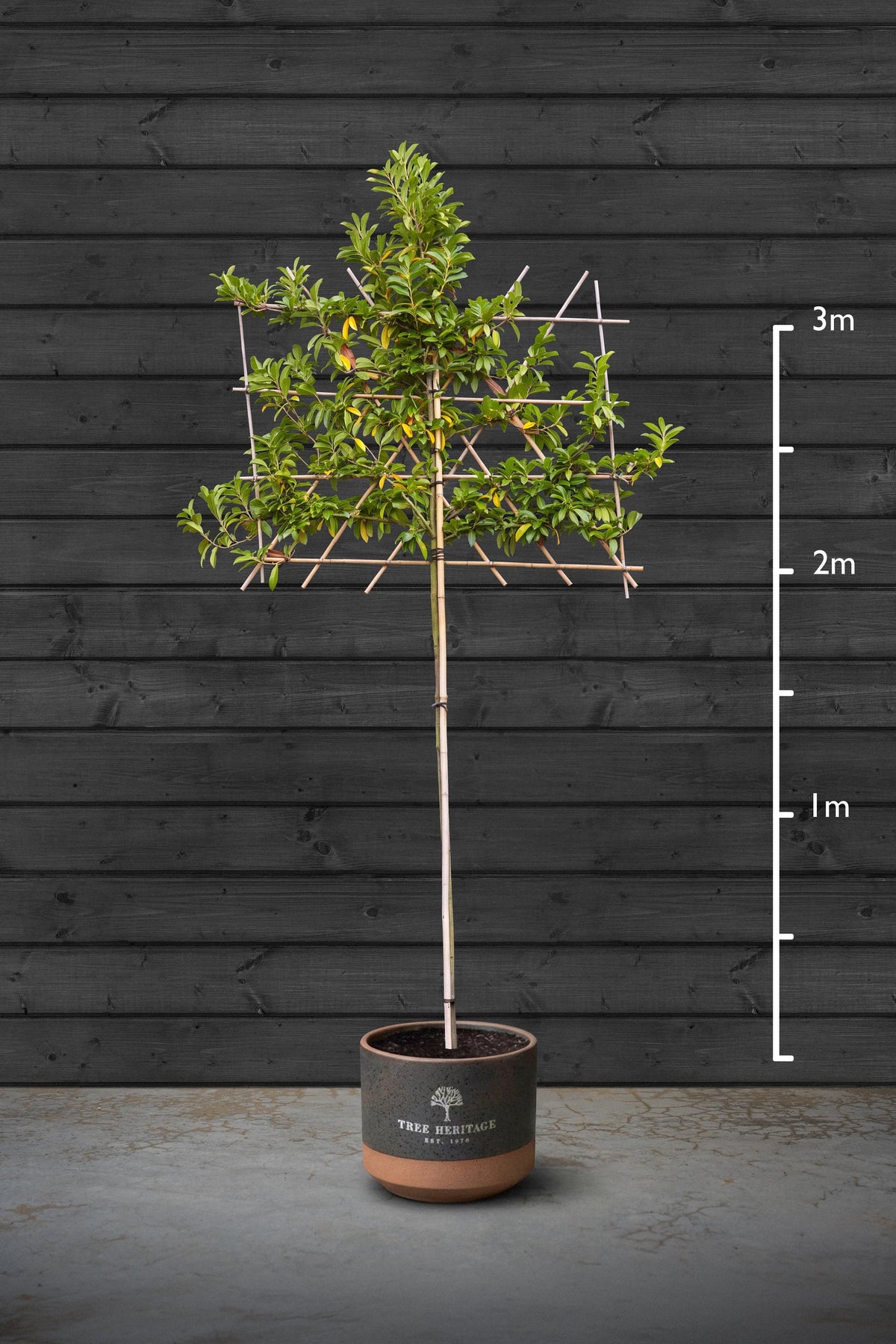 14-16cm