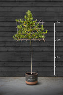 Pleached Cherry Laurel Trees | Prunus Laurocerasus