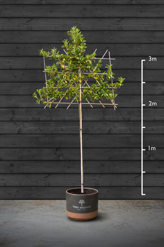 Pleached Cherry Laurel Trees | Prunus Laurocerasus