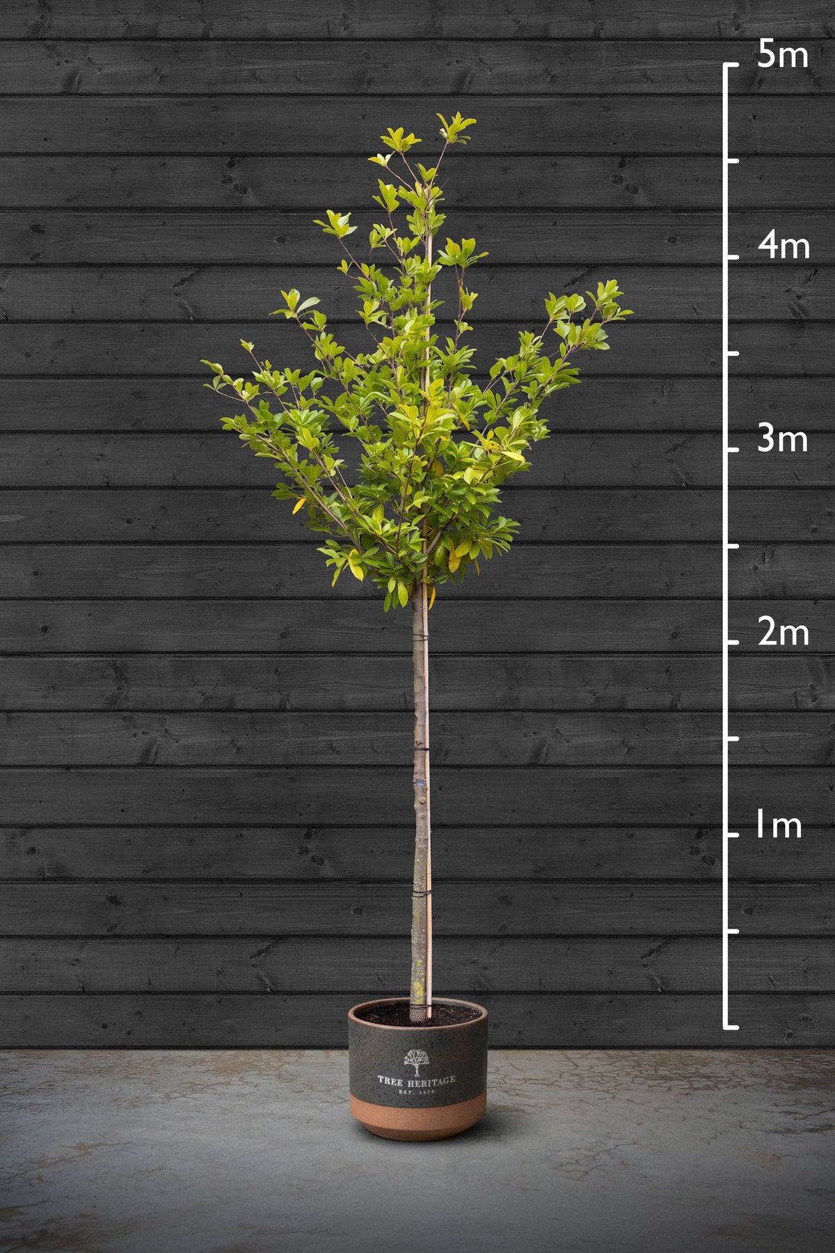 10-12cm