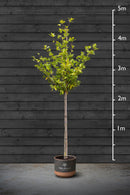 Common Laurel | Prunus Laurocerasus Standard Trees