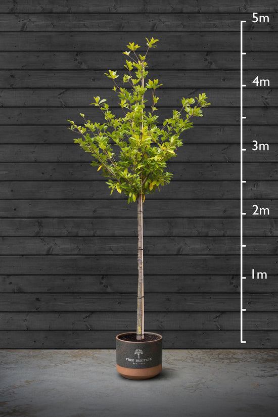 Common Laurel | Prunus Laurocerasus Standard Trees