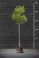 Common Laurel | Prunus Laurocerasus Standard Trees