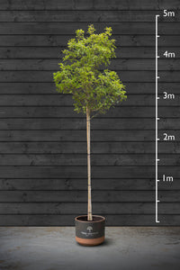 Common Laurel | Prunus Laurocerasus Standard Trees