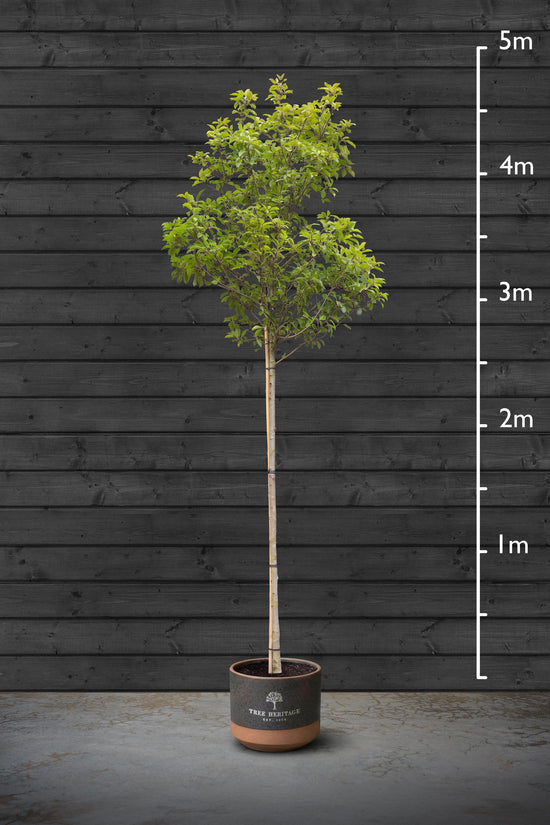 Common Laurel | Prunus Laurocerasus Standard Trees