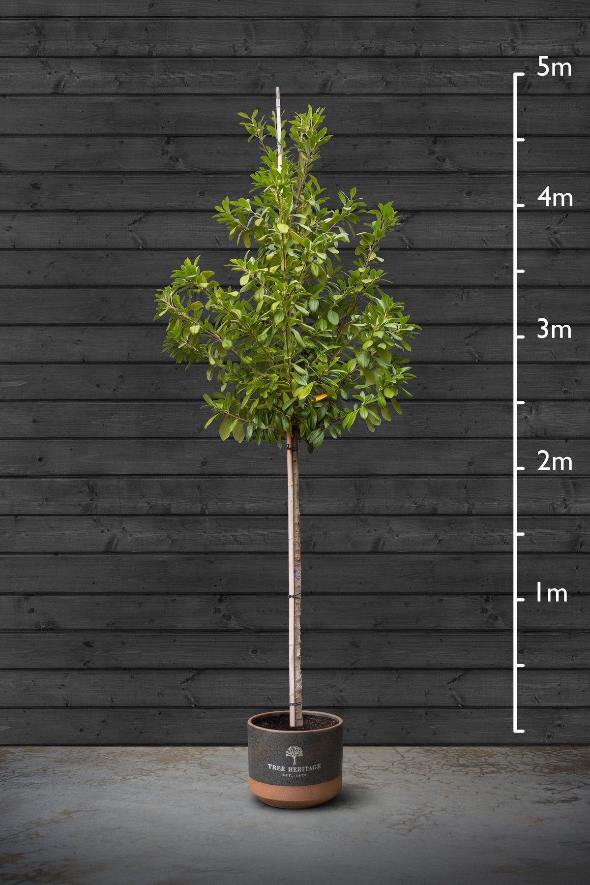 18-20cm