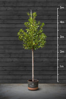 Common Laurel | Prunus Laurocerasus Standard Trees