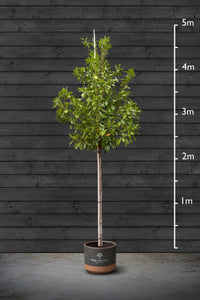 Common Laurel | Prunus Laurocerasus Standard Trees