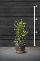 Swiss Laurel Hedging Plant | Prunus Laurocerasus Genolia