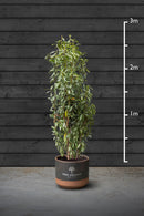 Swiss Laurel Hedging Plant | Prunus Laurocerasus Genolia