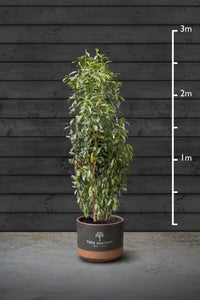 Swiss Laurel Hedging Plant | Prunus Laurocerasus Genolia