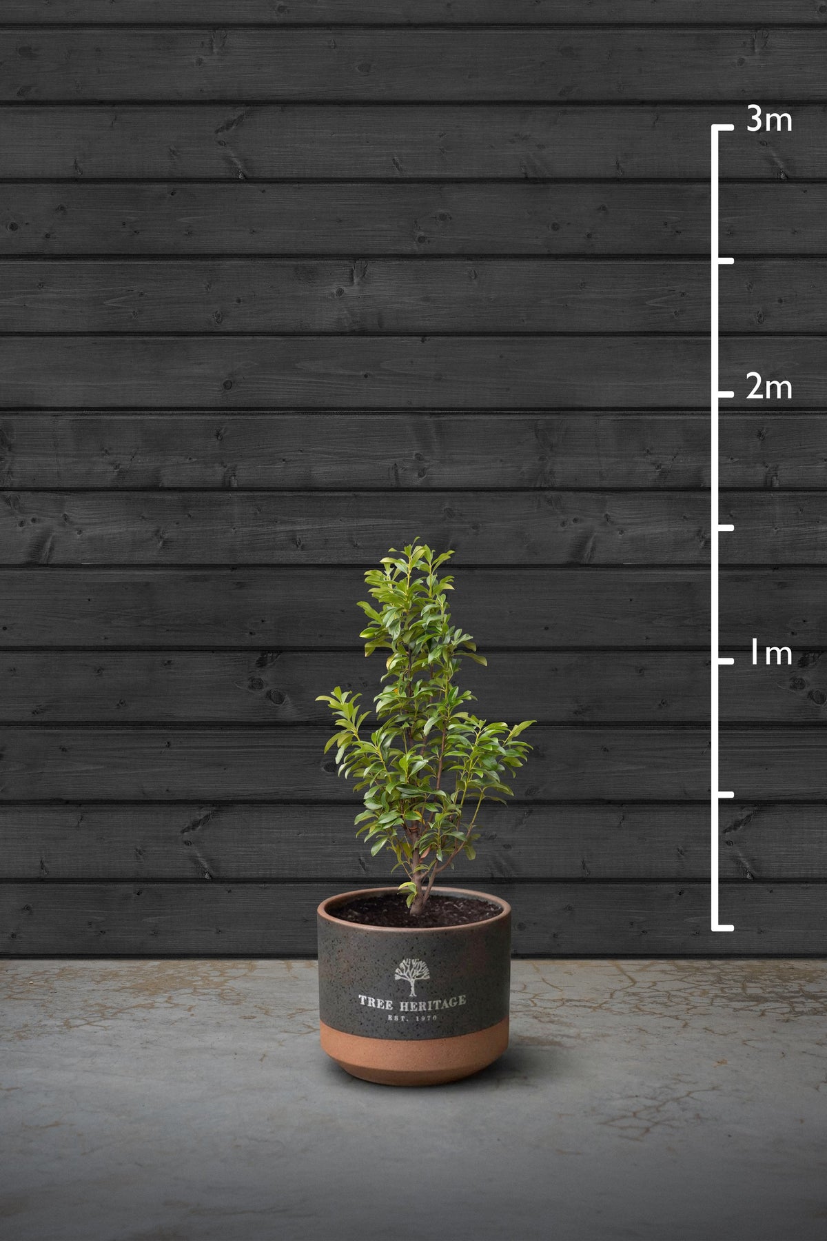80-100cm