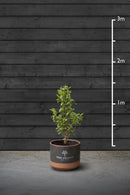 Swiss Laurel Hedging Plant | Prunus Laurocerasus Genolia