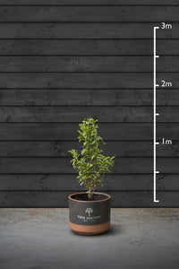 Swiss Laurel Hedging Plant | Prunus Laurocerasus Genolia