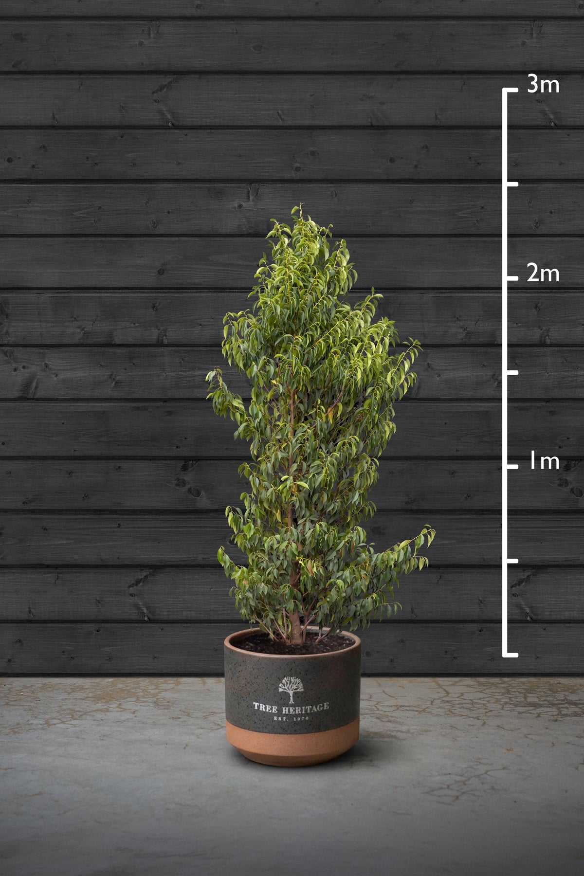 175-200cm