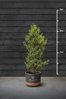 Portuguese Laurel Evergreen Hedging Plant | Prunus Lusitanica