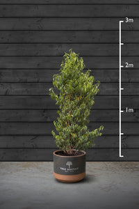 Portuguese Laurel Evergreen Hedging Plant | Prunus Lusitanica