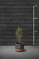 Portuguese Laurel Evergreen Hedging Plant | Prunus Lusitanica