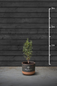 Portuguese Laurel Evergreen Hedging Plant | Prunus Lusitanica
